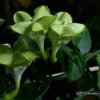 Ceropegia sandersonii, Plante Parachute  ©D-GRRR